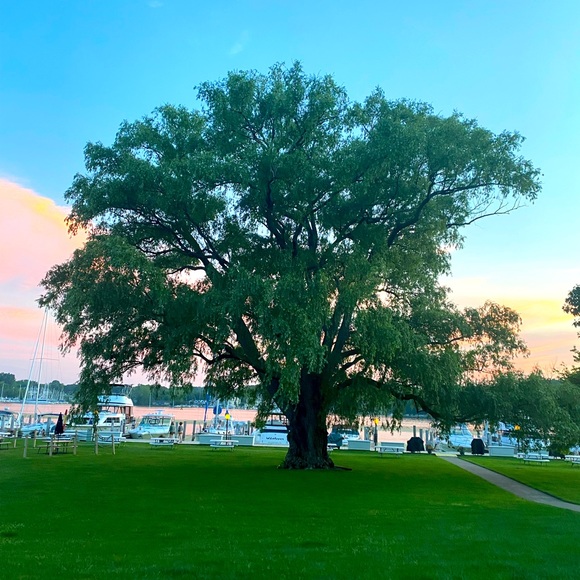 Meet your Posher, Lisa - Picture 1 of 1